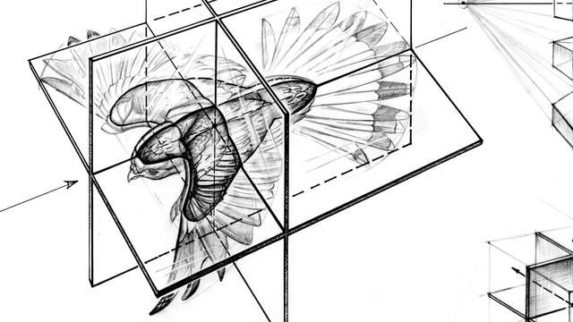 Book Review - "Bird Anatomy for Artists" by Dr. Natalia Balo смотреть онлайн