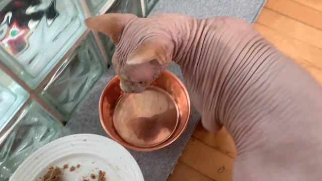 Hairless Cat Talking Unbelievably Cute смотреть онлайн