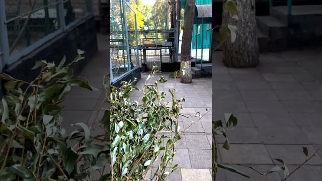 Кормлю Жирафа смотреть онлайн