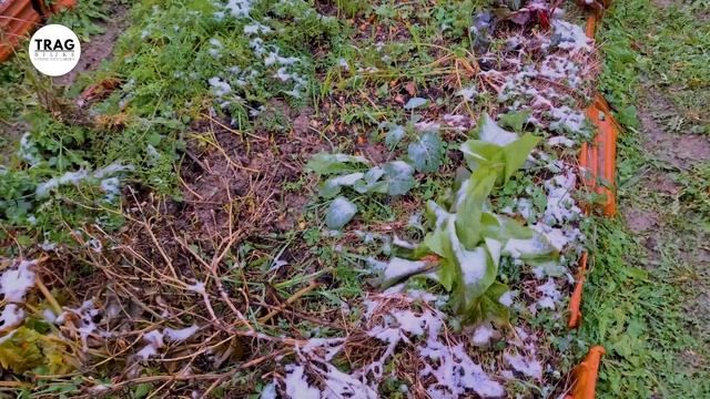 Kako Da Berete ŠARGAREPU/MRKVU Tokom Cele Godine? смотреть онлайн