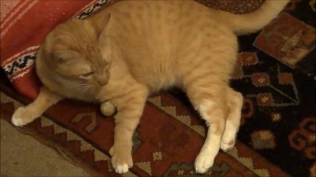 (Sony WX350 mp4 video)"CAT NAP DREAM 2" смотреть онлайн