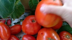 Какие томаты я буду сажать ? САМЫЕ ЛУЧШИЕ ТОМАТЫ ДЛЯ ОТКРЫТОГО ГРУНТА. ОБЗОР