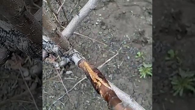 Мои прививки как привить сад дача перезимовали смотреть онлайн