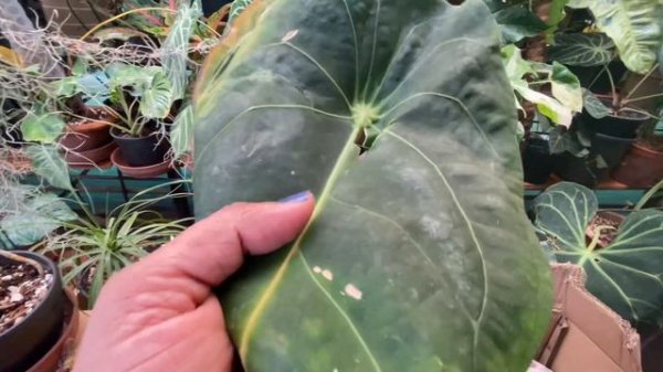 New plant/ hybrid / anthurium nigrolaminum x anthurium forgetti