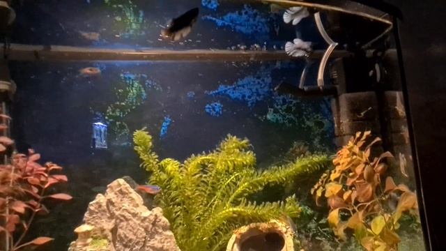 Аквариум 30 литров с самками петушков смотреть онлайн