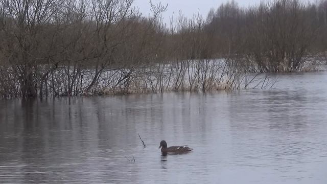 Открытие весенней охоты с подсадными утками 2023г смотреть онлайн