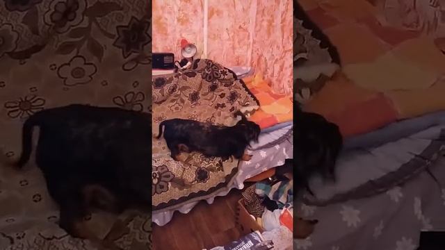 такса сама ложиться на диван и укрываеться смотреть онлайн