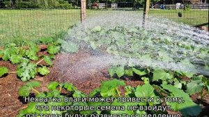 Как поливать дыни?