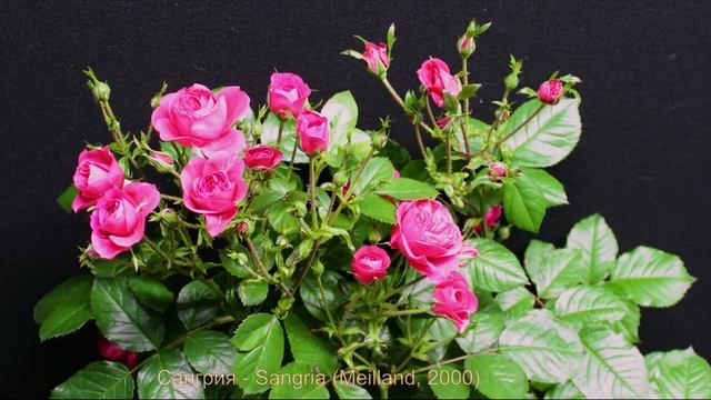 Как распускается роза Сангрия - Sangria (Meilland, 2000)