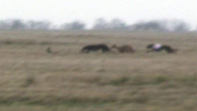 Greyhound hunting. Lancer Drive смотреть онлайн