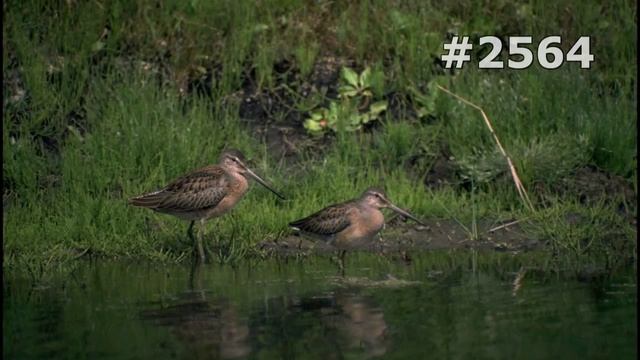 #2564. Вальдшнепы, кроншнепы и бекасы (В мире животных) смотреть онлайн