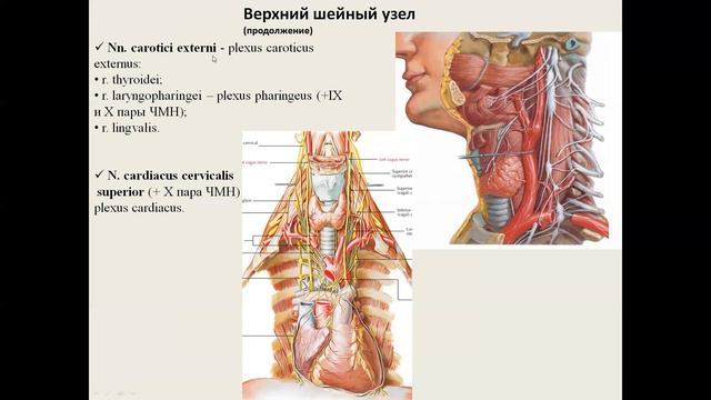 Симпатическая часть вегетативной нервной системы: симпатический ствол смотреть онлайн