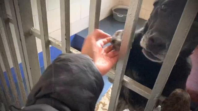 Шереметьевский приют для собак. смотреть онлайн