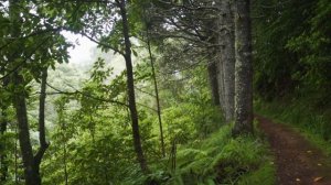 релакс. зеленый лес, звуки природы, пение птиц