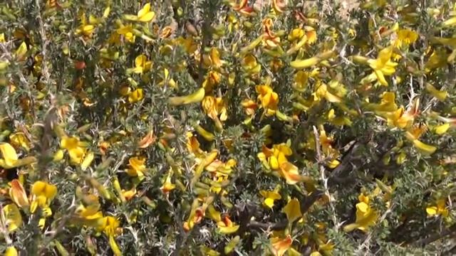 Кыргызстан Чолпон ата Сад камней Kyrgyzstan Cholpon Ata Rock Garden смотреть онлайн