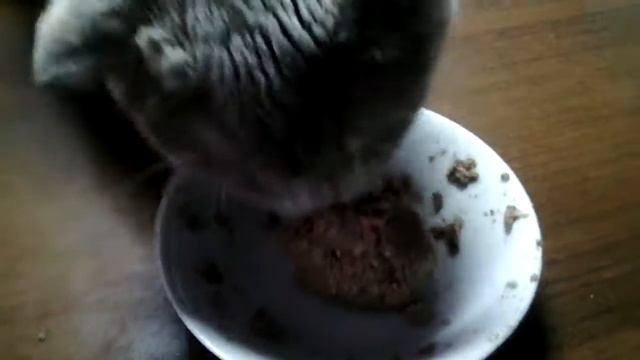 Как сделать куриный шарик для кошки дома ? Рецепт от Cat life!!! смотреть онлайн