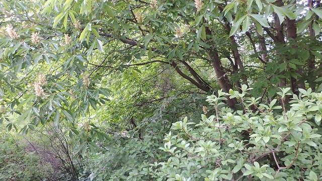 Песня любви. Love Song. Аптекарский огород. Москва смотреть онлайн