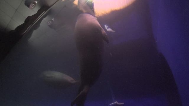 Нерпа или байкальский тюлень смотреть онлайн