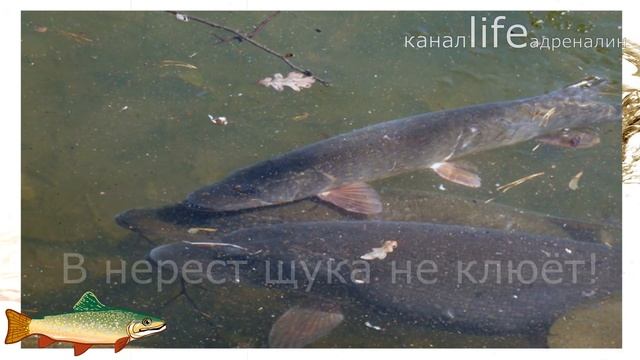Как ловить щуку весной в апреле на спиннинг?+Секреты ловли щуки в апреле!