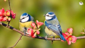 Сборник самых невероятно красивых и нежных мелодий, до глубины души! Музыка для души Сергея Чекалин