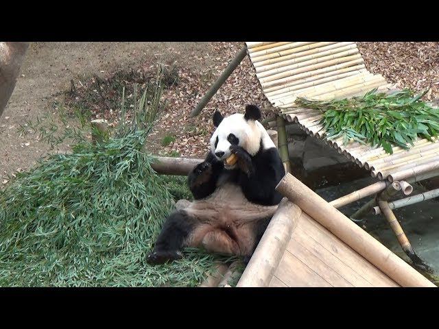 Seoul Everland Panda World / Панды парка Everland (Сеул) смотреть онлайн