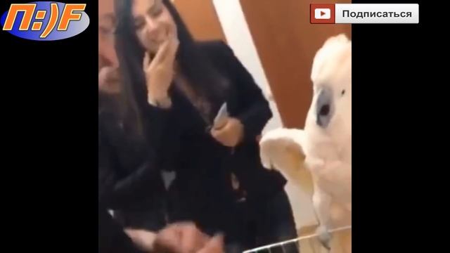 Попугай боится щекотки ))) смотреть онлайн