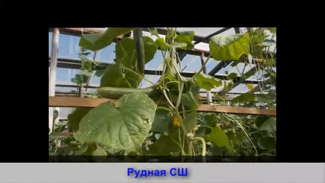 Айыртауский район, Рудная СШ смотреть онлайн