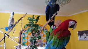 Уфф! Жарко!!! Попугаи Ара, какаду и Гиацинтовый Ара искупались и балдеют!