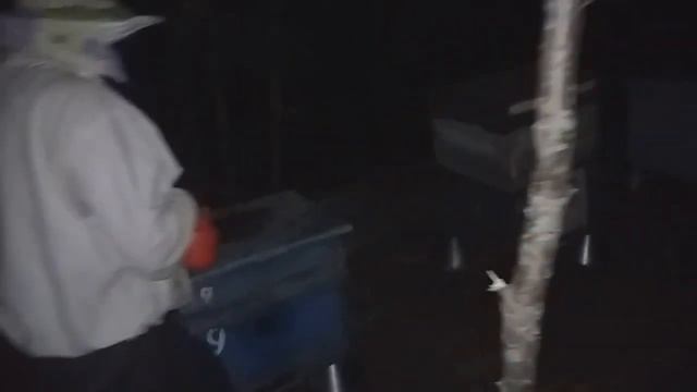 Слет пчел и как мы его лечили смотреть онлайн