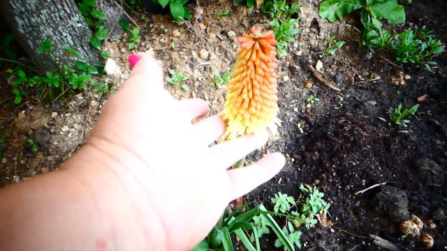 Обзор сада. Май - 1 часть . смотреть онлайн