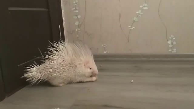 Домашний Дикобраз трапезничает (Home Porcupine eats) смотреть онлайн