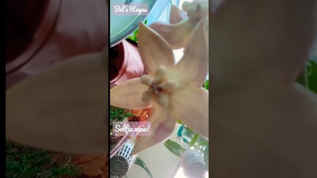 Largest of them all??Hoya Imperialis Palawan flowers смотреть онлайн