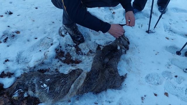 Петроглифы, череп, гейзер, следы зверей и браконьеров! Шок поход⛰️❤️Almaty Kazakhstan ??
