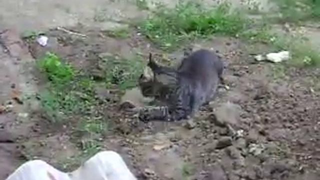 Marius' Game ... смотреть онлайн