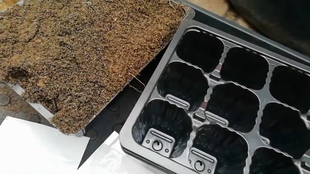 Рассада капусты в кассетах. смотреть онлайн