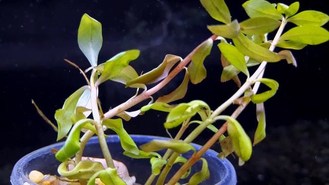 АММАНИЯ СЕНЕГАЛЬСКАЯ. Ammannia senegalensis. СЕКРЕТЫ СОДЕРЖАНИЯ В АКВАРИУМЕ смотреть онлайн