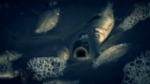 Сазаны в Самаре