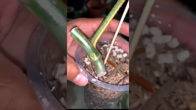 philodendron florida beauty seeds смотреть онлайн