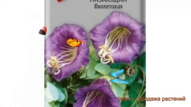 Кобея обыкновенная Лазающая Фиолетовая ? обзор: как сажать, семена кобеи Лазающая Фиолетовая смотреть онлайн