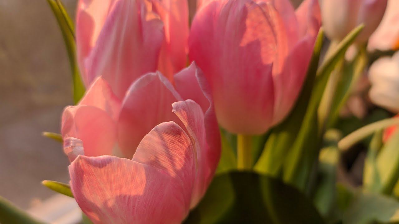 Весенняя посадка розы ,томатов и рассады свëклы. 11 мая. 2020 г. смотреть онлайн