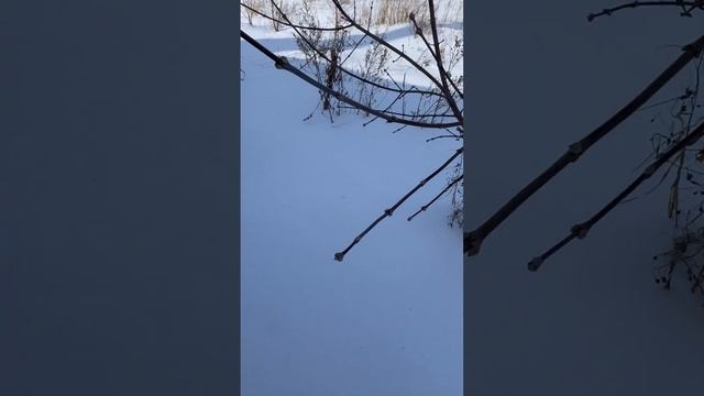 Секатор для сада, кусторез смотреть онлайн
