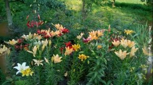 ❀ Правильно размещаем лилии на участке