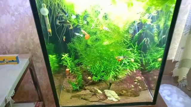 Бурые, красные и непонятно какие водоросли в аквариуме... смотреть онлайн