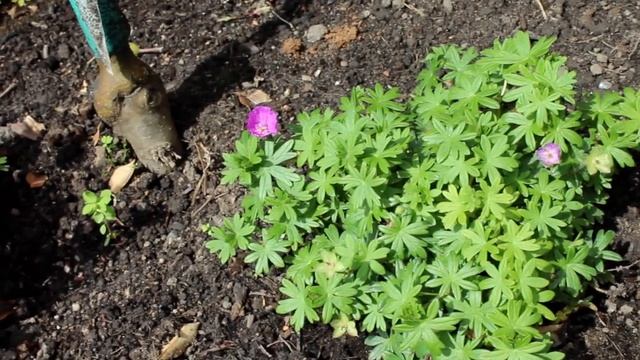 Geranium Max Frei Cranesbill hardy perennial ground cover border plant pink flowers great for bees смотреть онлайн