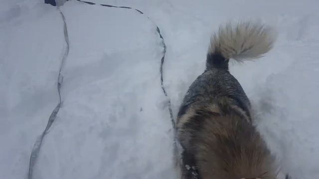 Маламут радуется снегу / The Malamute Enjoys The Snow / МАЛАМУТЛЯНДИЯ