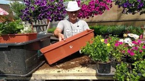 Делаем цветочные композиции в балконных ящиках. как правильно выбрать рассаду и сам цветок