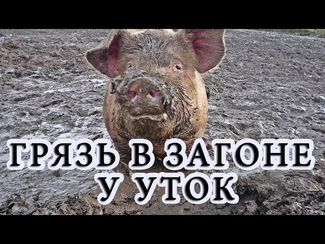 Как обустроить утиные загоны, чтобы не было болота. КАК ИЗБАВИТСЯ ОТ ГРЯЗИ В ЗАГОНЕ.Содержании утят смотреть онлайн