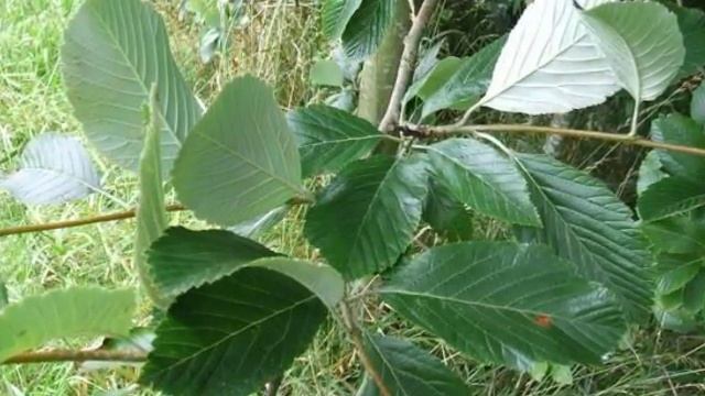 Sorbus aria смотреть онлайн