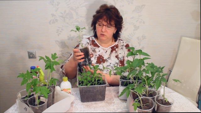 РАССАДА В КВАРТИРЕ