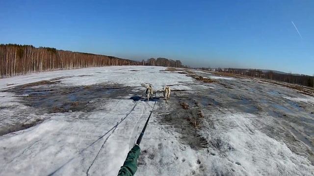 Скиборды ездовые собаки. Обзор. Хаски и скиборды мало совместимы. смотреть онлайн